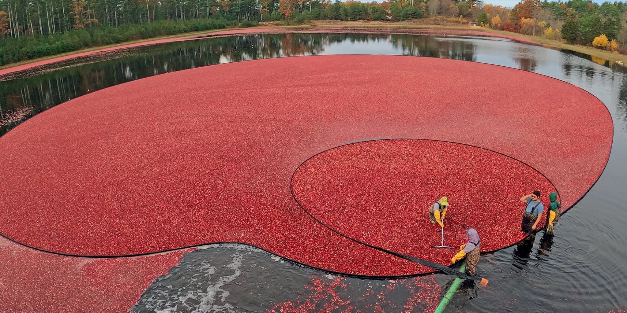 A wide shot of a cranberry bog in Massachusetts from above