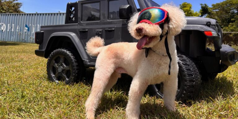 A white poodle wearing dog goggles