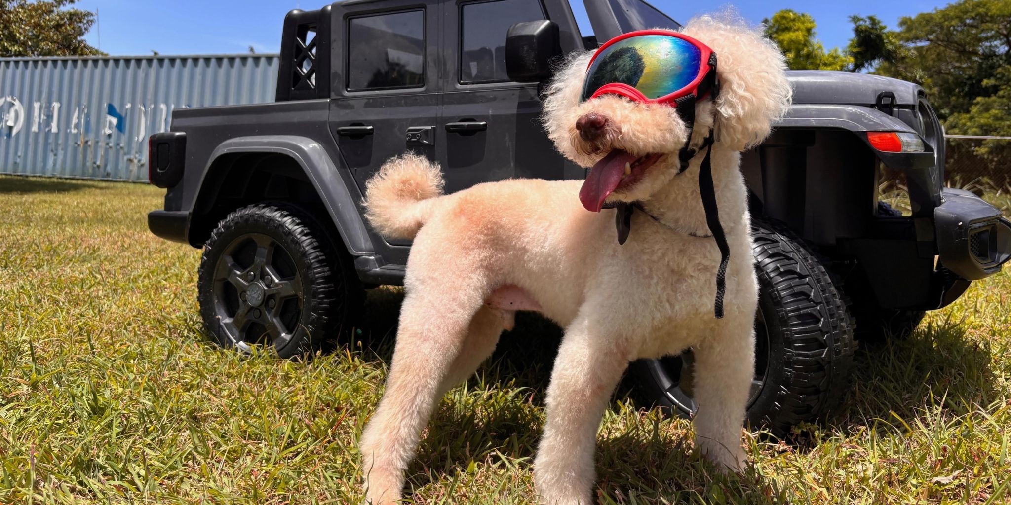 A white poodle wearing dog goggles