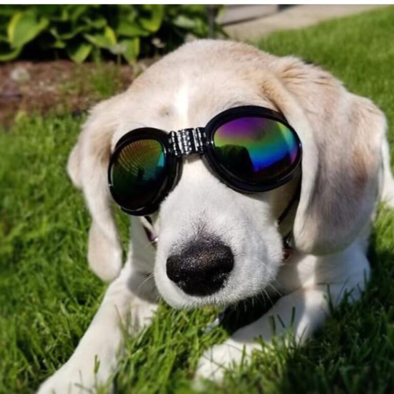Doggles