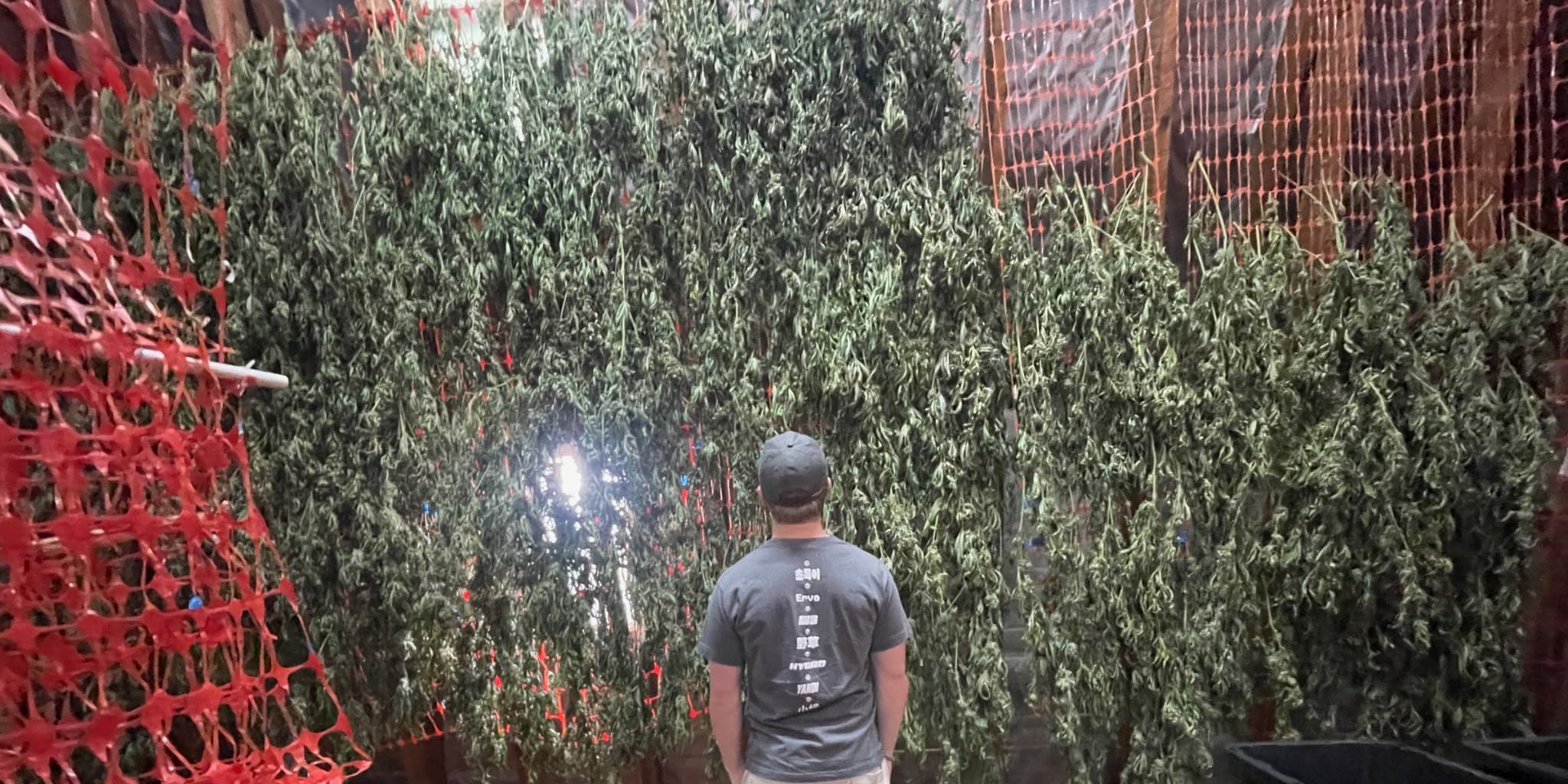 A man with his back to the camera looking at cannabis hanging to cure.